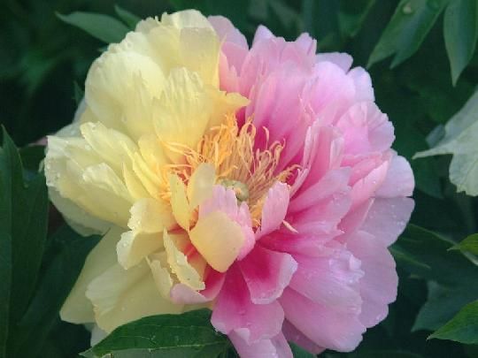 Lemon Dream Itoh Peony