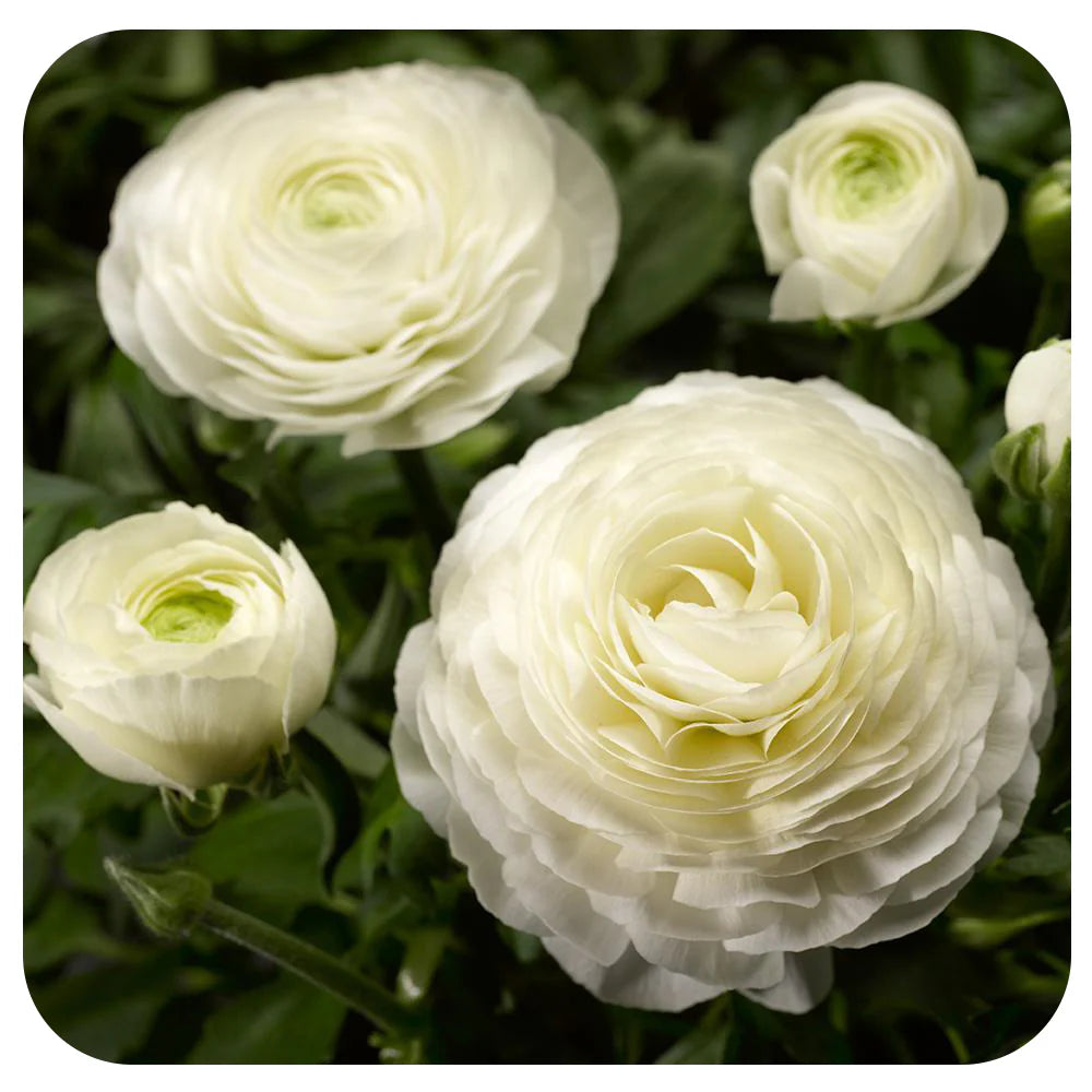 Ranunculus- Primo Bianca White (Corm)