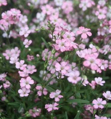 Gypsophila- Rosea