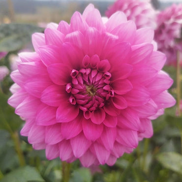 Dahlia- Gracious (Tuber)