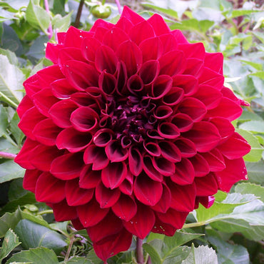 Dahlia- Red Tiger (Tuber)