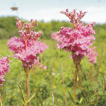 Queen of the Prairie