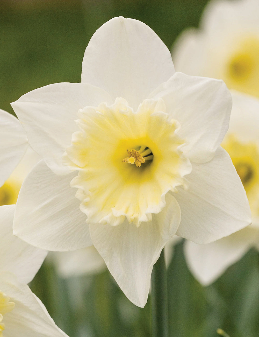 Daffodil- Silver Standard