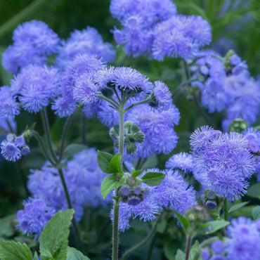 Heirloom Blue Ageratum Flower Seeds for Planting - Beautiful Blooms, Non-GMO garden seeds