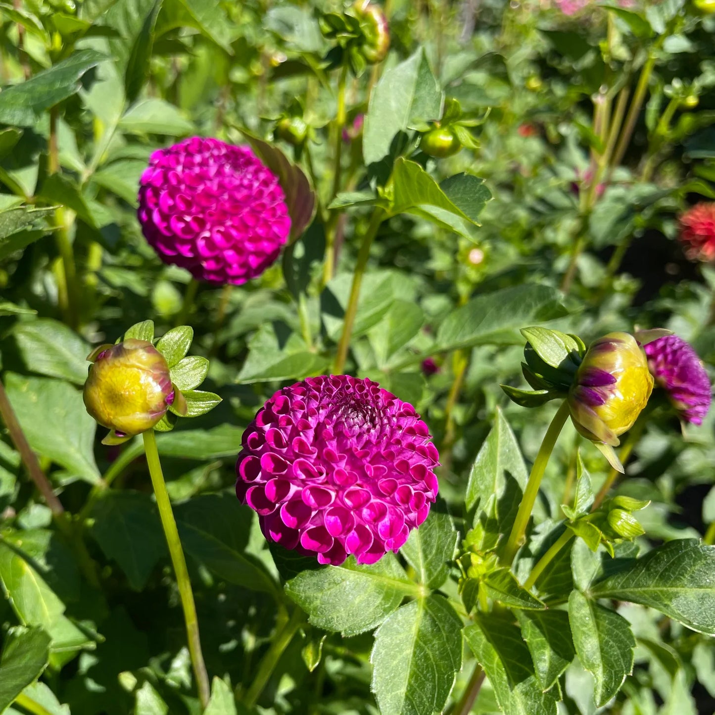 Dahlia- Violet (Tuber)