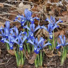 Clairette Dwarf Iris