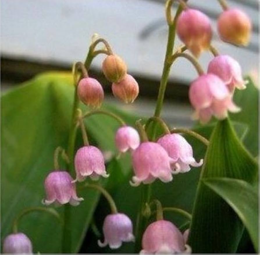 Pink Bell Orchid Flower Seeds – Heirloom Non-GMO Rare Blooms for Garden Planting