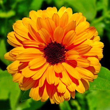 Calendula Bon Bon Orange Flower Seeds