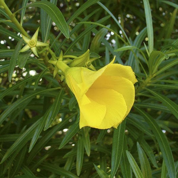 Cascabela Thevetia Seeds