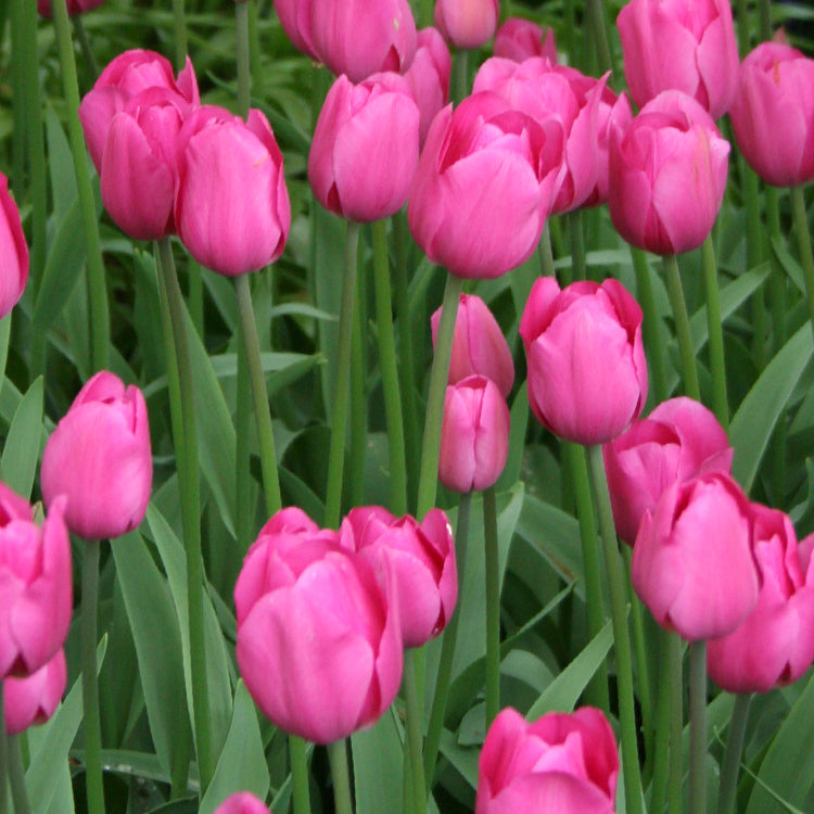 Don Quichotte Tulip Super Sak Seeds