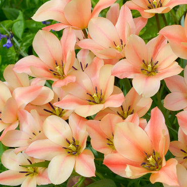 Bright Gem Tulip Seeds