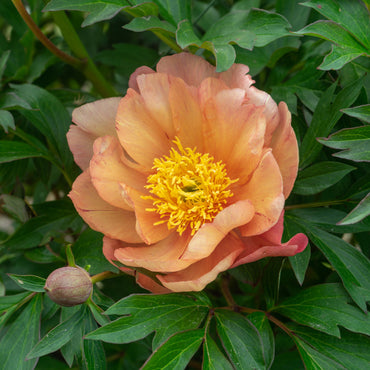 Singing in the Rain Itoh Peony