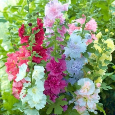 Heirloom Hollyhock Carnival Flower Seeds, Non-GMO Tall Colorful Blooms for Cottage Garden Planting