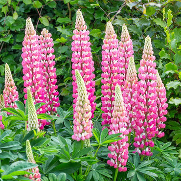 Heirloom Non-GMO Pink Lupine Popsicle Flower Seeds – Tall Spiky Blooms for Garden Planting