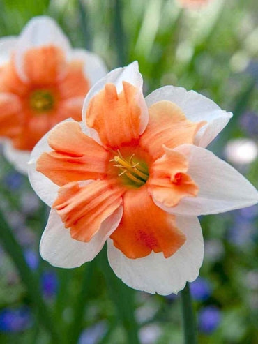 Electrus Daffodil Seeds