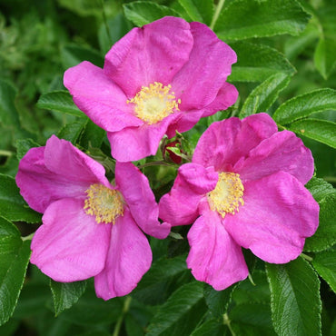 Rugosa Fragrant Rose Heirloom Non-GMO Seeds for Planting