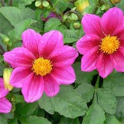 Dahlia- Pink Mania (Tuber)