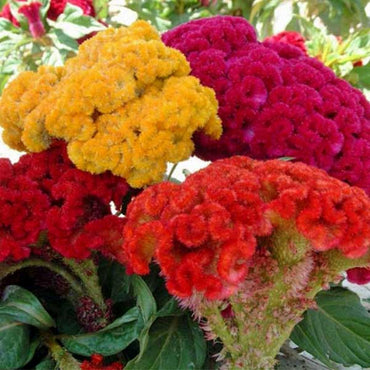 Celosia Cockscomb Dwarf Cristata Mixed Color Flower Seeds