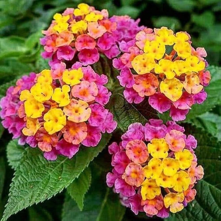 Mixed Rose & Lantana Heirloom Non-GMO Seeds for Planting