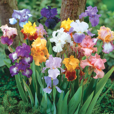 Twilight Splendour Bearded Iris Mixture Seeds