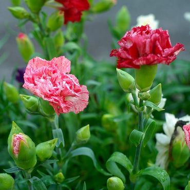 Carnation- Enfante de Nice Mix