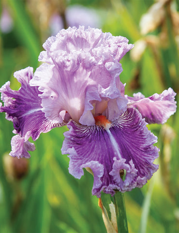 Moonlit Water Bearded Iris