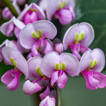 Hardenbergia- Pink