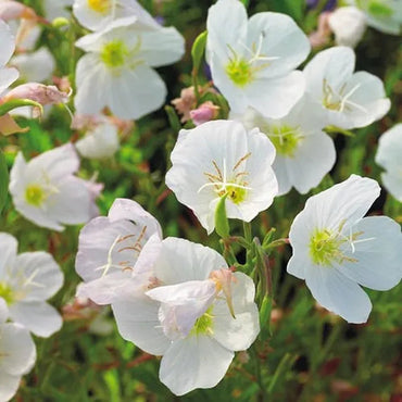 Organic White Oenothera Flower Seeds for Planting – Heirloom, Non-GMO
