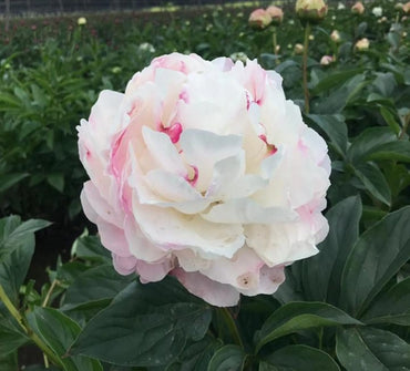 Gardenia Peony