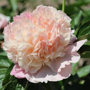Lois' Choice Peony