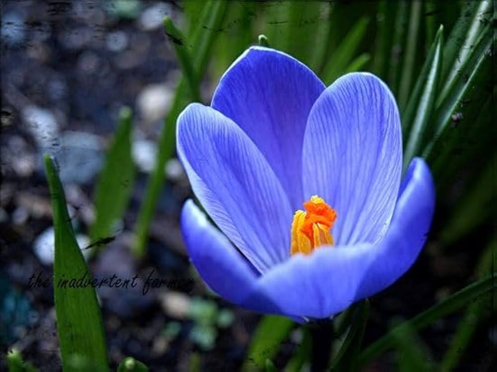 Blue Saffron Bulbs