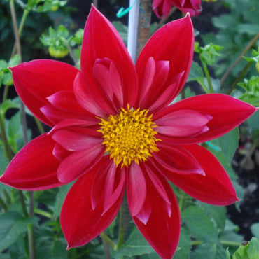 Dahlia- Life on Mars (Tuber)