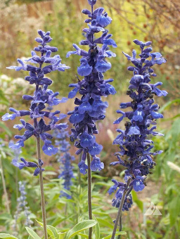 Blue Sage Flower Seeds – Heirloom Non-GMO Herb Blooms for Vibrant Garden Planting