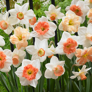 Daffodil- Mixed Pink