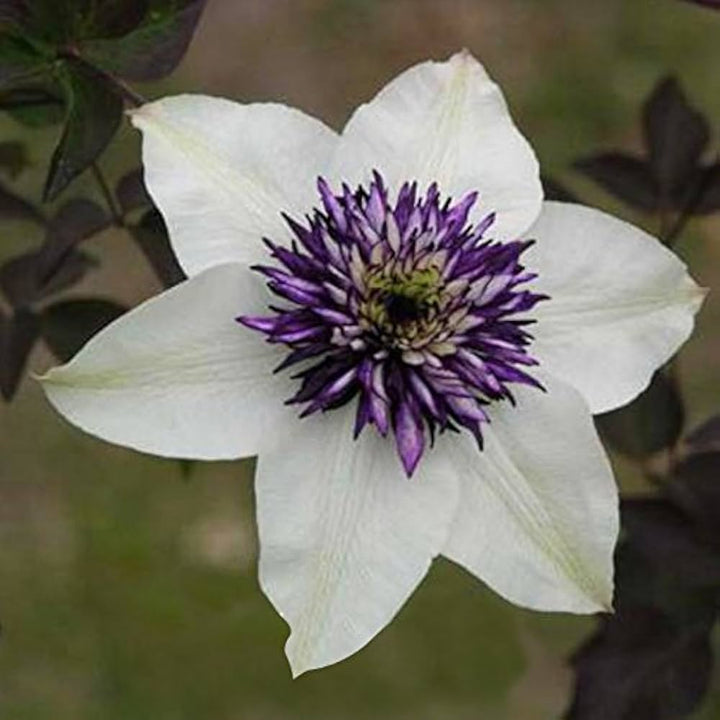 Heirloom Non-GMO White Purple Clematis Flower Seeds for Planting – Bicolor Climbing Vine Seeds