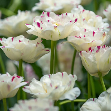 Danceline Tulip Seeds
