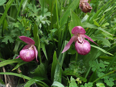 Cypripedium Macranthos Purple Seeds – Organic, Heirloom, Non-GMO Flower Seeds