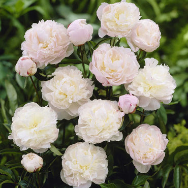 Shirley Temple Peony