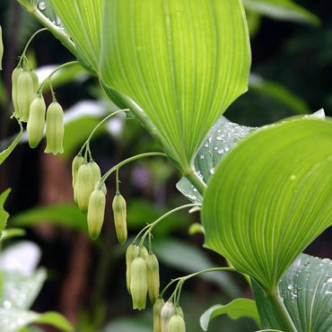 Heirloom Non-GMO Polygonatum Flower Seeds – Shade-Loving Arching Blooms for Garden Planting