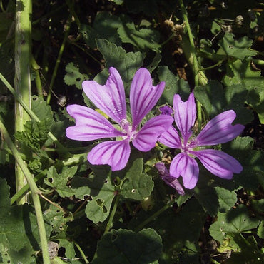 Heirloom Non-GMO Mauve Flower Seeds for Elegant and Colorful Garden Planting