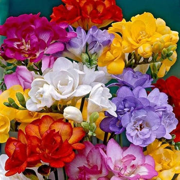 Heirloom Non-GMO Multi-Colored Freesias Flower Seeds – Fragrant Blooms Mix for Garden Planting