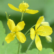 Heirloom Non-GMO Celidonia Flower Seeds for Wild Medicinal and Shade Garden Planting