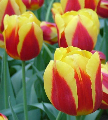 Keizerskroon Tulip (Emperor's Crown) Seeds