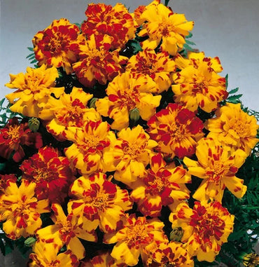 Marigold, French- Bolero