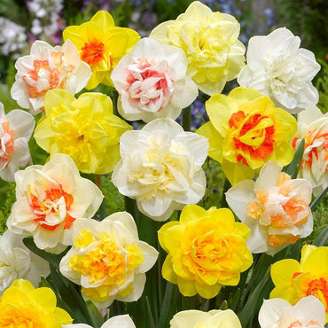 Double Daffodil- Mixed