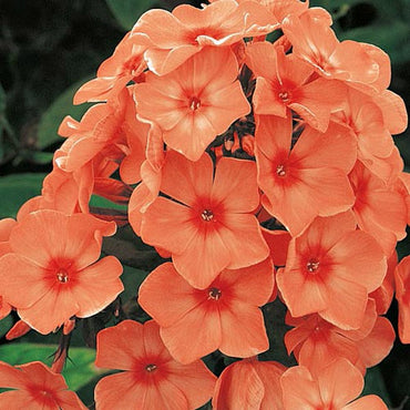 Orange Perfection Tall Phlox