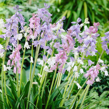 English Wood Hyacinth Mixture Seeds