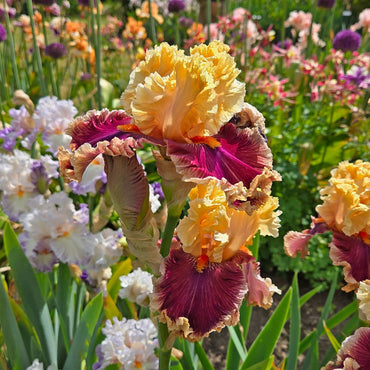 Decadence Bearded Iris
