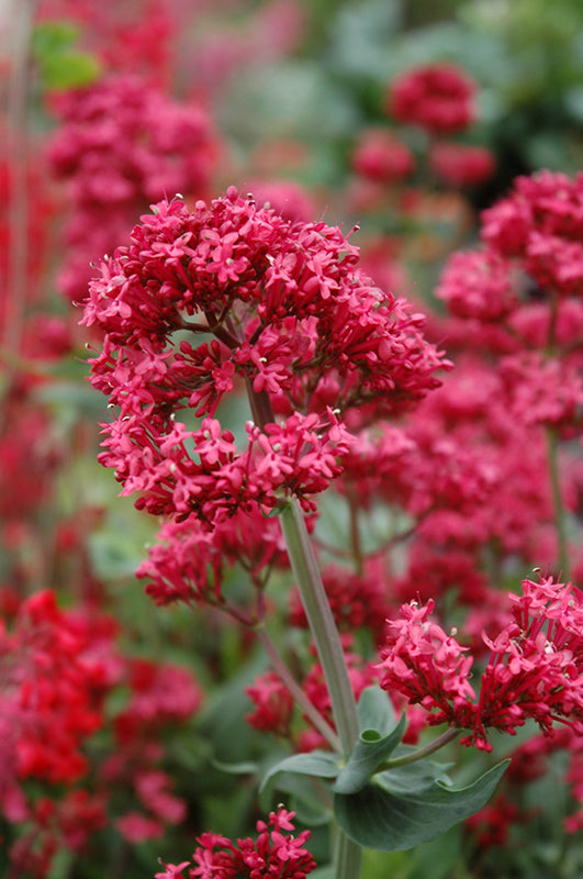 Red Valerian