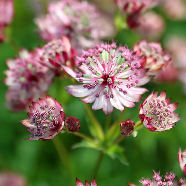 Sparkling Stars Pink Astrantia